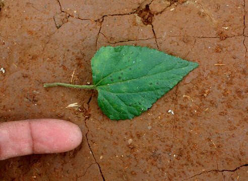 Image of thoroughwort