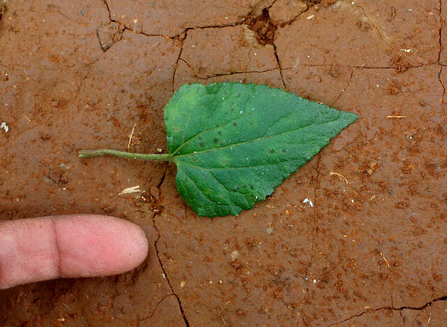 Image of thoroughwort