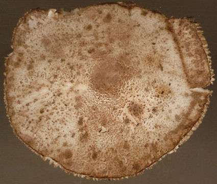 Image of <i>Leucoagaricus georginae</i> (W. G. Sm.) Candusso 1990