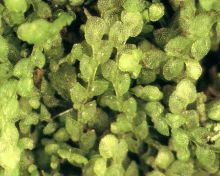 Image of Microlejeunea ulicina (Taylor) Steph.