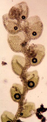 Image of Microlejeunea ulicina (Taylor) Steph.