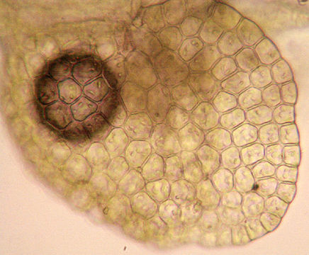 Image of Microlejeunea ulicina (Taylor) Steph.