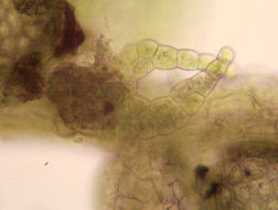 Image of Microlejeunea ulicina (Taylor) Steph.