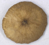 Image of <i>Mycena speirea</i>
