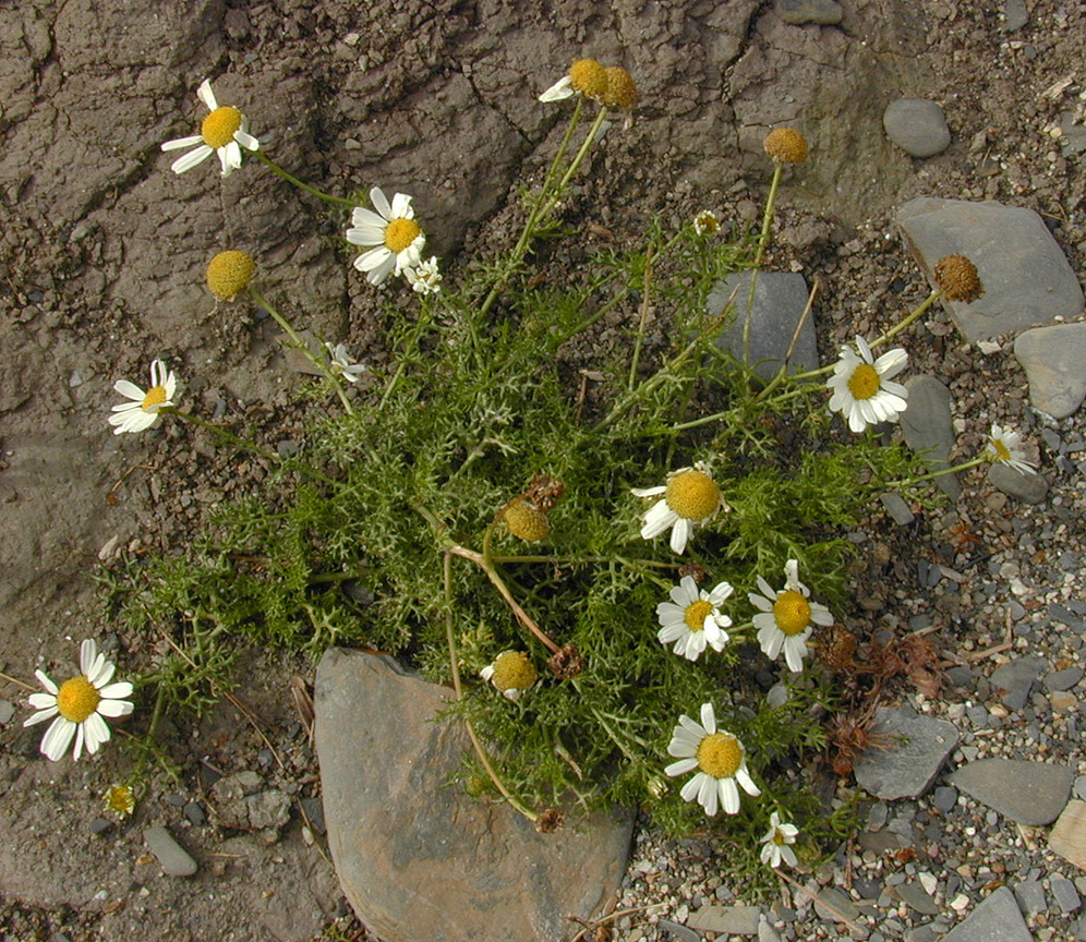 Image of <i>Tripleurospermum <i>maritimum</i></i> ssp. maritimum