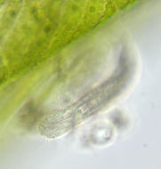 Image of Chaetonotidae