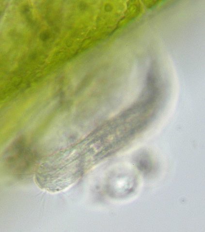 Image of Chaetonotidae