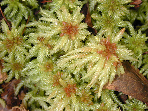 Image of Prairie sphagnum moss