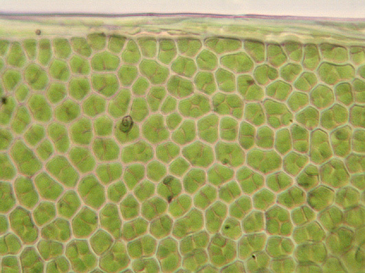 Image of bryoid fissidens moss