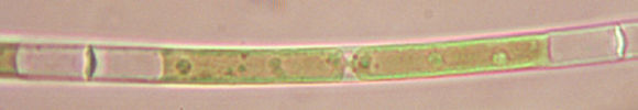 Image of Mougeotia