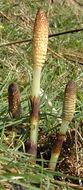Image of giant horsetail