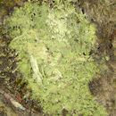 Image of Beret lichens