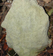 Image of cap lichen