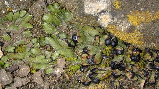 Image of Targionia hypophylla L.