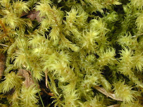 Image of Electrified Cat's Tail Moss