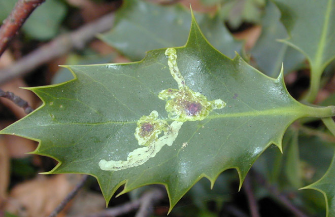 Image of Holly leafminer