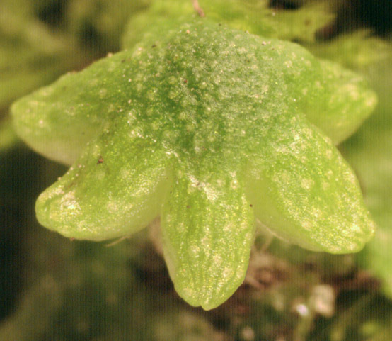 Image of Reboulia hemisphaerica (L.) Raddi