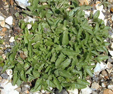 Image of common selfheal