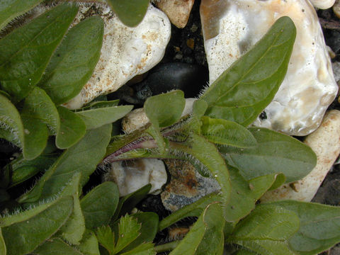 Image of common selfheal