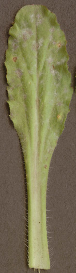 Image of <i>Golovinomyces <i>cichoracearum</i></i> var. cichoracearum