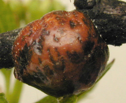 Image of Nut scale