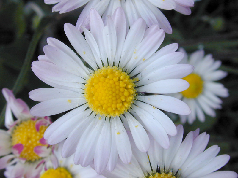 Bellis perennis (rights holder: )