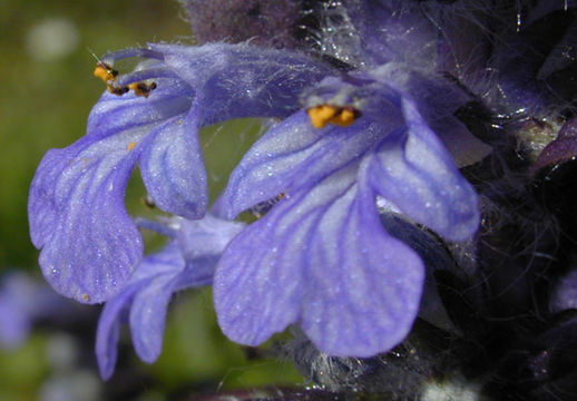 Image of blue bugle