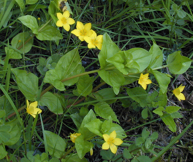 Lysimachia nemorum (rights holder: )