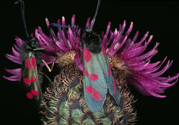 Image of Six-spot burnet moth
