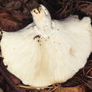 Image of Russula chloroides (Krombh.) Bres. 1900