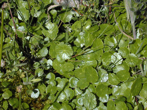 Image of Marsh Pennywort