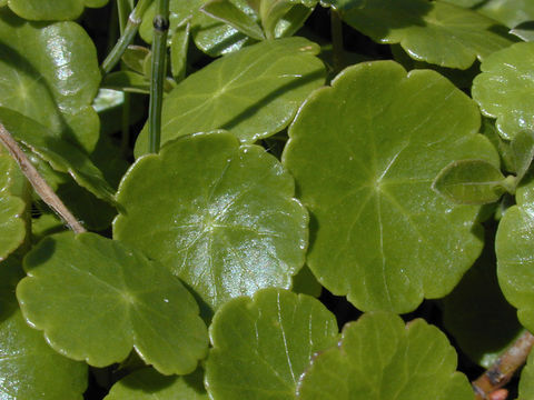 Image of Marsh Pennywort