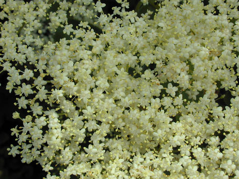 Image of black elderberry