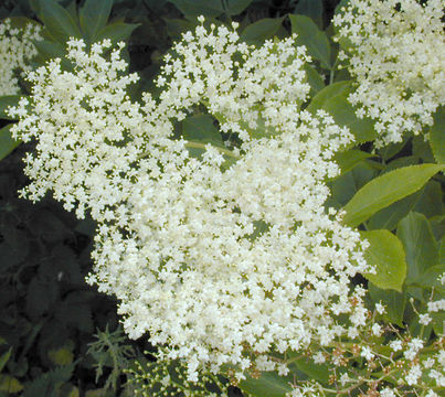 Image of black elderberry