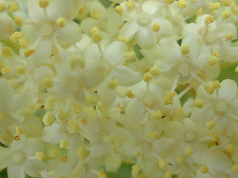 Image of black elderberry