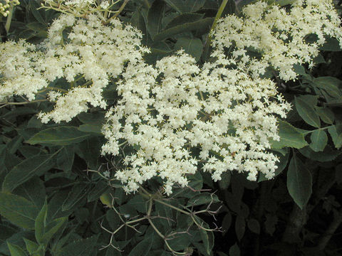 Image of black elderberry