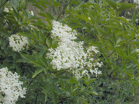 Image of black elderberry