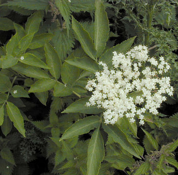 Image of black elderberry