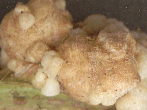 Image of <i>Rhizobium rubi</i>