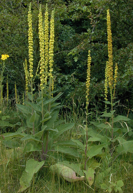 Verbascum nigrum (rights holder: )