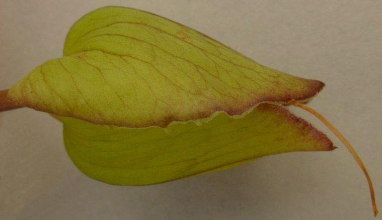 Image of <i>Calystegia silvatica disjuncta</i>