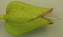 Image of <i>Calystegia silvatica disjuncta</i>