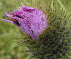 Image of Spear Thistle
