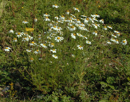 Image of <i>Tripleurospermum inodorum</i> (L.) Sch.-Bip