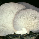 Image of Pleurotaceae
