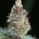 Image of <i>Coleophora lineolea</i>