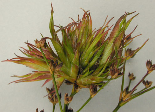 Image of <i>Livia juncorum</i>