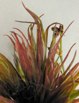 Image of <i>Livia juncorum</i>