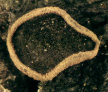 Image of Lanzia echinophila (Bull.) Korf 1982