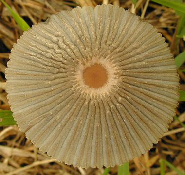 Image of Japanese umbrella inky